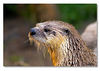 Otters : These pictures were taken at the  Dartmoor Otter Sanctuary in Devon.