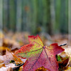 Autumn : 
